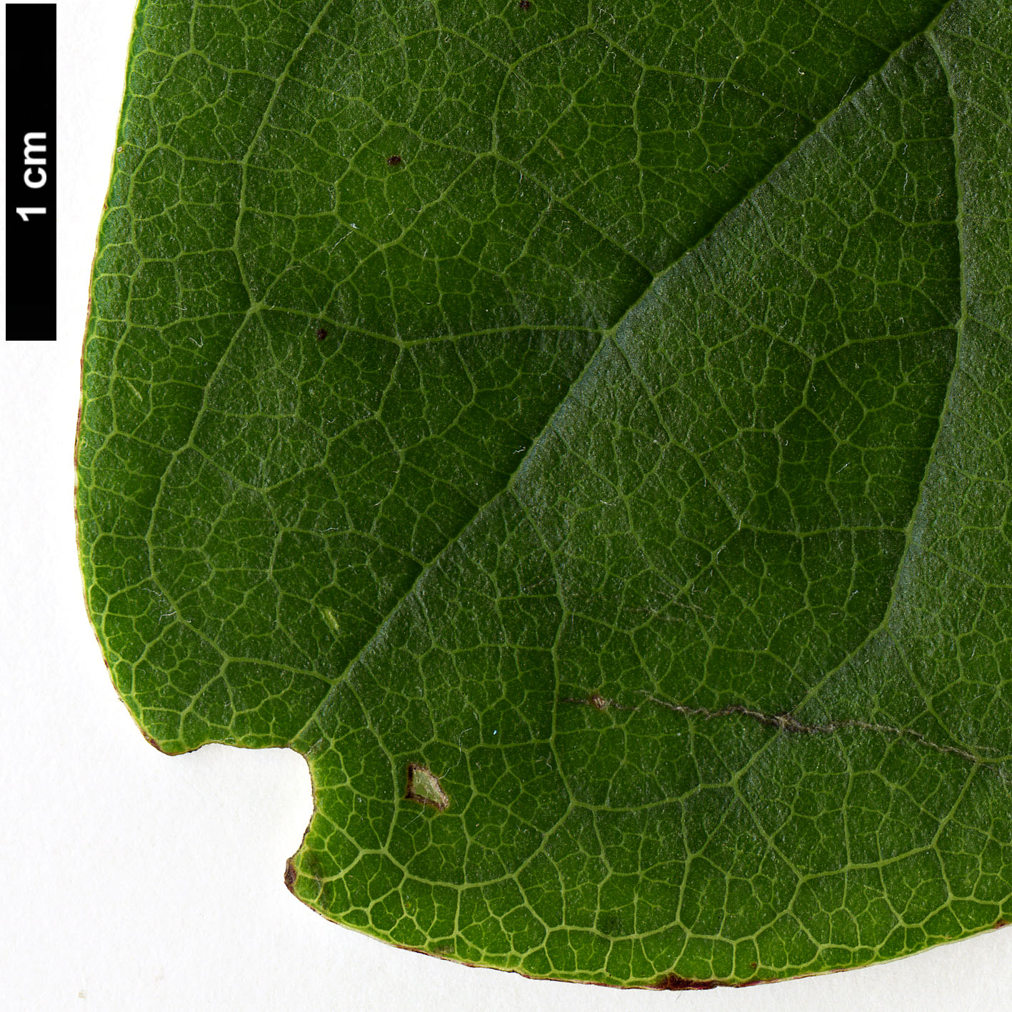 High resolution image: Family: Garryaceae - Genus: Garrya - Taxon: laurifolia - SpeciesSub: var. macrophylla